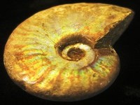 Fosil Amolita
